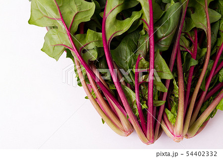 赤軸ほうれんそう 54402332