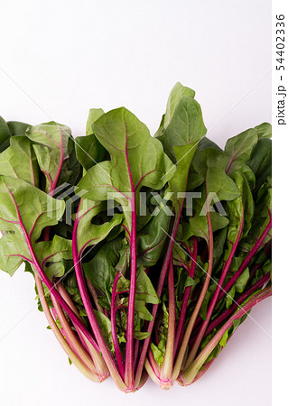 赤軸ほうれんそう 赤軸ほうれんそう 54402336