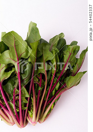 赤軸ほうれんそう 54402337