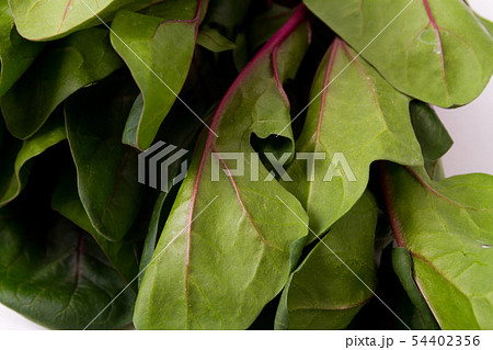 赤軸ほうれんそう 54402356