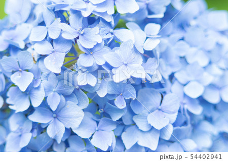 紫陽花 54402941