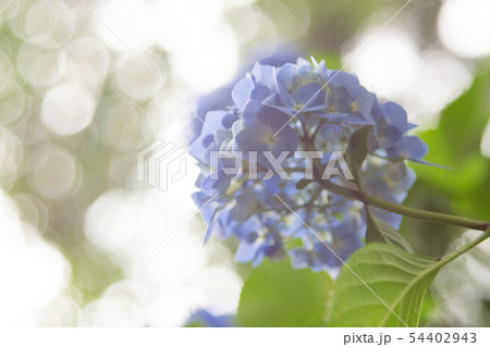 紫陽花 54402943