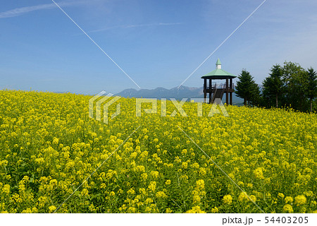 北海道の菜の花畑 54403205