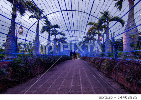 沖縄 東南植物楽園 ライトアップの遊歩道 イルミネーション 沖縄 東南植物楽園 ライトアップの遊歩道 イルミネーション 54403835