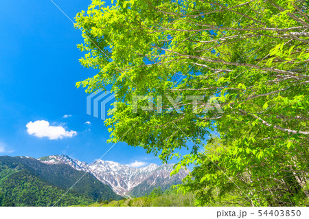 《長野県》初夏の上高地・新緑の大正池 54403850