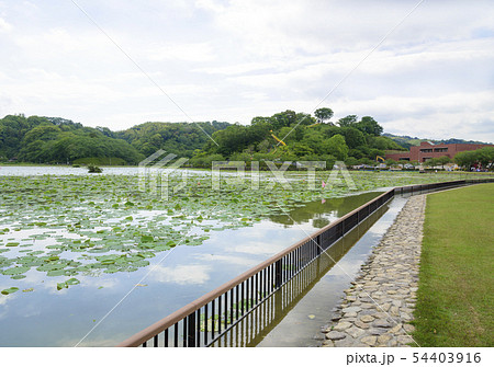 蓮花寺池公園の風景 静岡県藤枝市 の写真素材