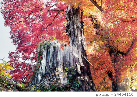 朽ちた木と紅葉のイラスト素材