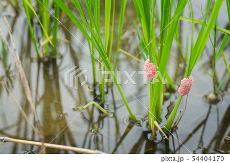 Egg mass of Golden Apple Snail in rice paddy field 54404170