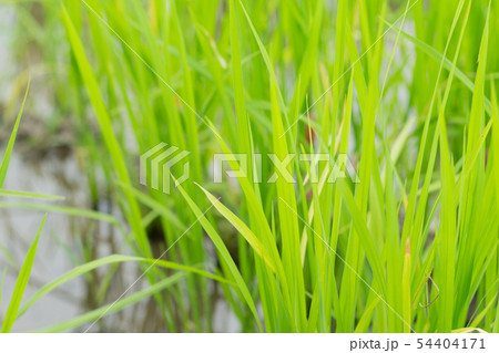 green rice field grow in paddy farm in rainy 54404171