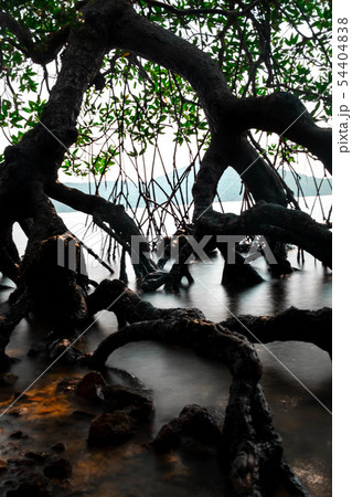 beautiful long exposure of Mangrove forest in beautiful long exposure of Mangrove forest in 54404838
