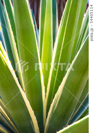 Succulent century plant thorn and detail on leaf 54405114