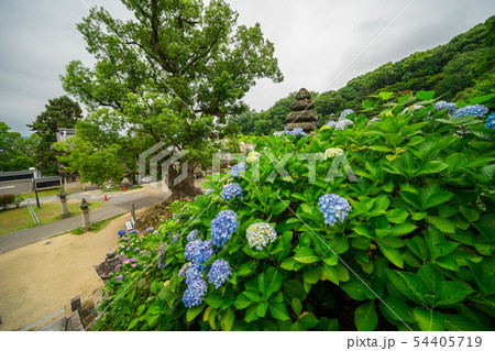 四国第六十八番神恵院、六十九番観音寺 境内の紫陽花 四国第六十八番神恵院、六十九番観音寺 境内の紫陽花 54405719