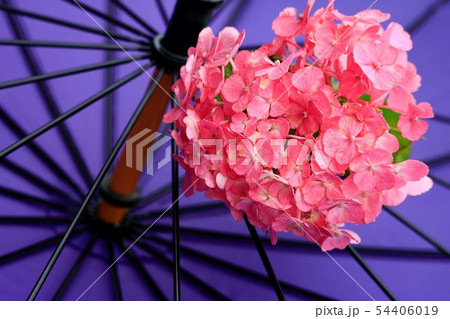 ピンク色の紫陽花 54406019