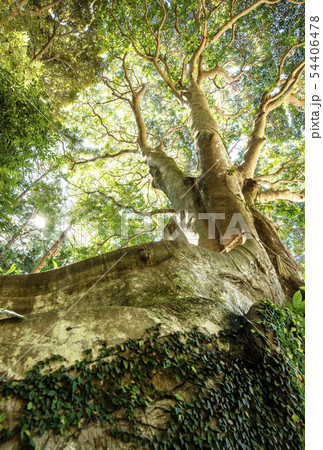 ヤマモガシの巨樹　常緑樹　イメージ 素材　 54406478