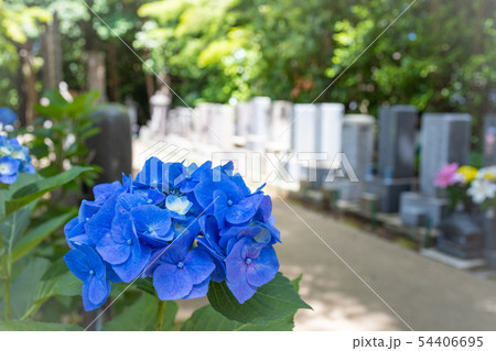 紫陽花 〜 梅雨から初夏の風物詩 54406695