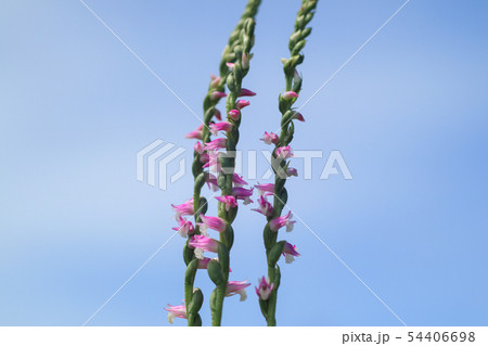 ネジバナ 54406698