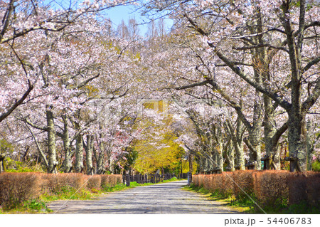 桜並木 54406783