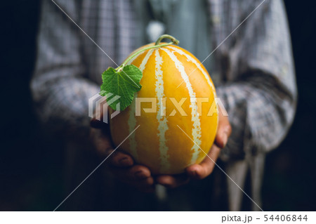 Oriental melon Farmer holding melon In low light d 54406844
