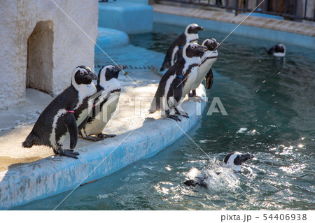 ケープペンギン 54406938