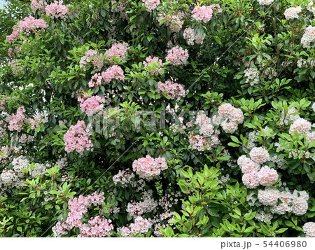 カルミアの花 カルミアの花 54406980