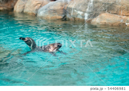 フンボルトペンギン 54406981