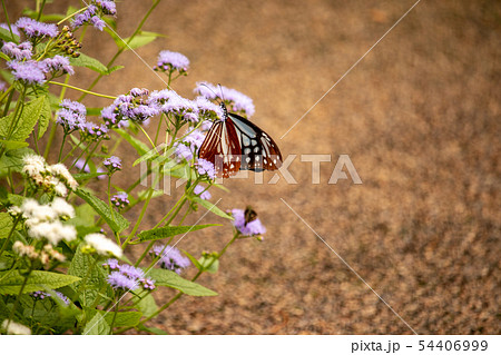 アサギマダラ 54406999
