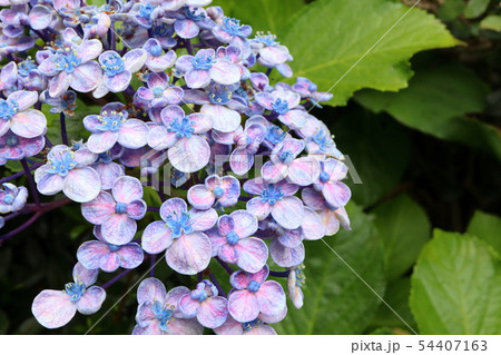 おたふく 紫陽花の写真素材