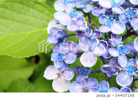 おたふく 紫陽花 54407166