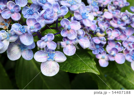 おたふく紫陽花 54407188