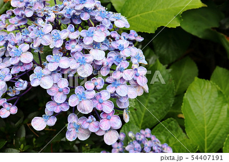 おたふく紫陽花 おたふく紫陽花 54407191