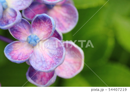 おたふく 紫陽花の写真素材