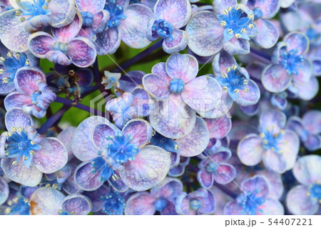 おたふく 紫陽花の写真素材