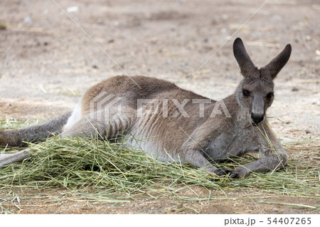 カンガルー 54407265