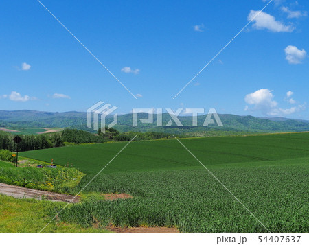初夏の美瑛 白い雲と青空と草原 初夏の美瑛 白い雲と青空と草原 54407637