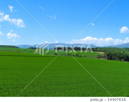 初夏の美瑛 白い雲と青空と草原 初夏の美瑛 白い雲と青空と草原 54407638
