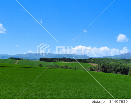 初夏の美瑛　白い雲と青空と草原 54407639