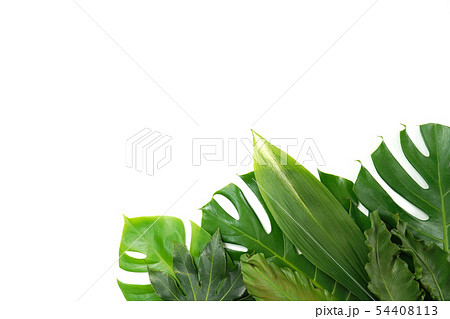 葉 ヌキ 切り抜き 54408113