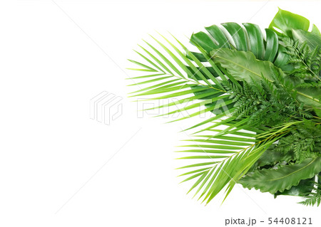 葉 ヌキ 切り抜き 54408121