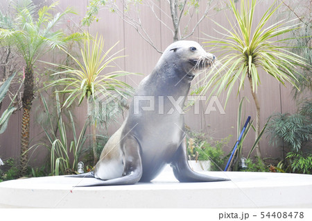 アシカショー アシカショー 54408478