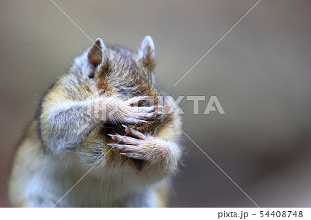 お顔を覆うエゾシマリス 54408748