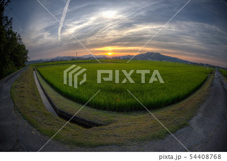 japanese rice field with sunset 54408768