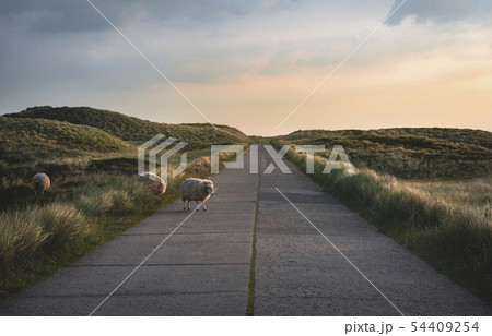 Sheep crossing an empty street through Sylt dunes 54409254