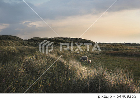 Rustic landscape with sheep grazing on Sylt dunes 54409255
