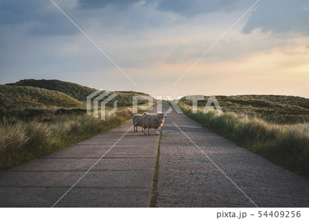 Road and sheep landscape in Sylt at sunrise Road and sheep landscape in Sylt at sunrise 54409256