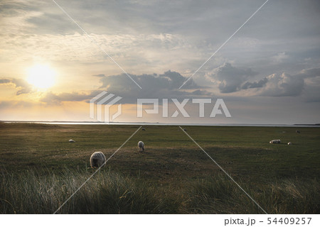 Picturesque landscape with sheep grazing at Picturesque landscape with sheep grazing at 54409257