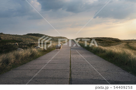 Country road through hills and sheep crossing it 54409258