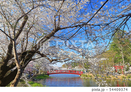 【長野県】晴天下の臥竜公園さくらまつり 54409374