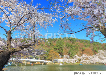 【長野県】晴天下の臥竜公園さくらまつり 【長野県】晴天下の臥竜公園さくらまつり 54409376