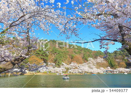 【長野県】晴天下の臥竜公園さくらまつり 【長野県】晴天下の臥竜公園さくらまつり 54409377