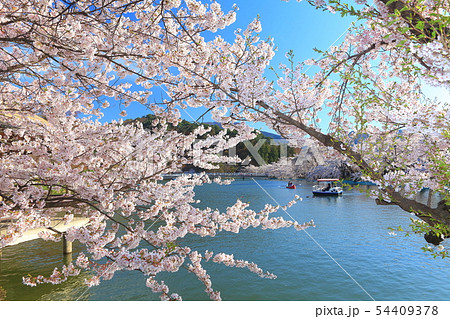 【長野県】晴天下の臥竜公園さくらまつり 54409378